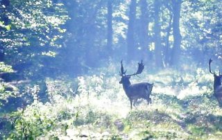 Hirsche in einer Waldlichtung.