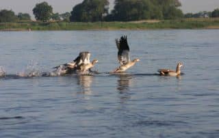 Nilgänse schwimmen im See und starten aus dem Wasser zum Flug.