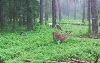 Damwild im grünen Wald beim Grasen.