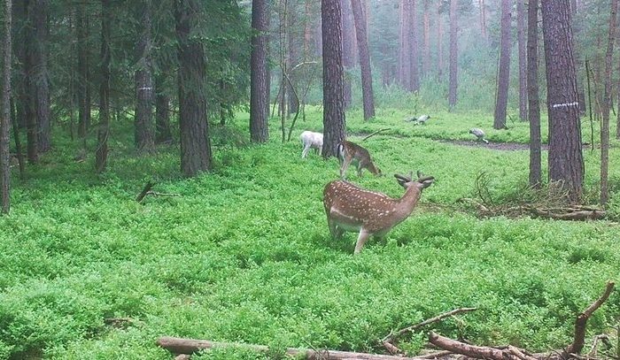 Damwild im grünen Wald beim Grasen.