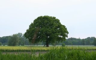 Versteckter und gut geschützter Hochsitz am Laubbaum auf einem Rapsfeld.