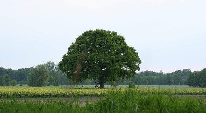 Versteckter und gut geschützter Hochsitz am Laubbaum auf einem Rapsfeld.