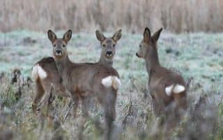 Drei Rehe auf einer Aue im niedersächsichen Elbtal.