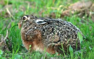 Ein Hase sitzt geduckt mit angelegten Ohren auf einer Wiese und beobachtet die Umgebung.