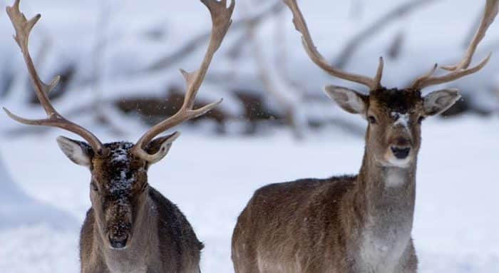 Zwei Sikahirsche im Schnee.