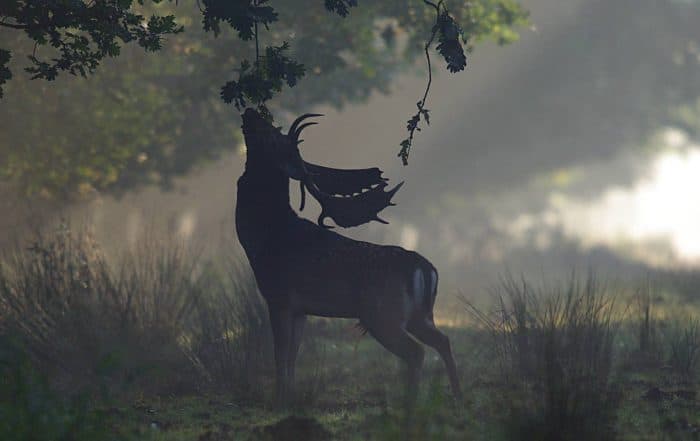 Ein Dammwild Hirsch riecht an den Ahornblättern eines Baumes im Morgengrauen.