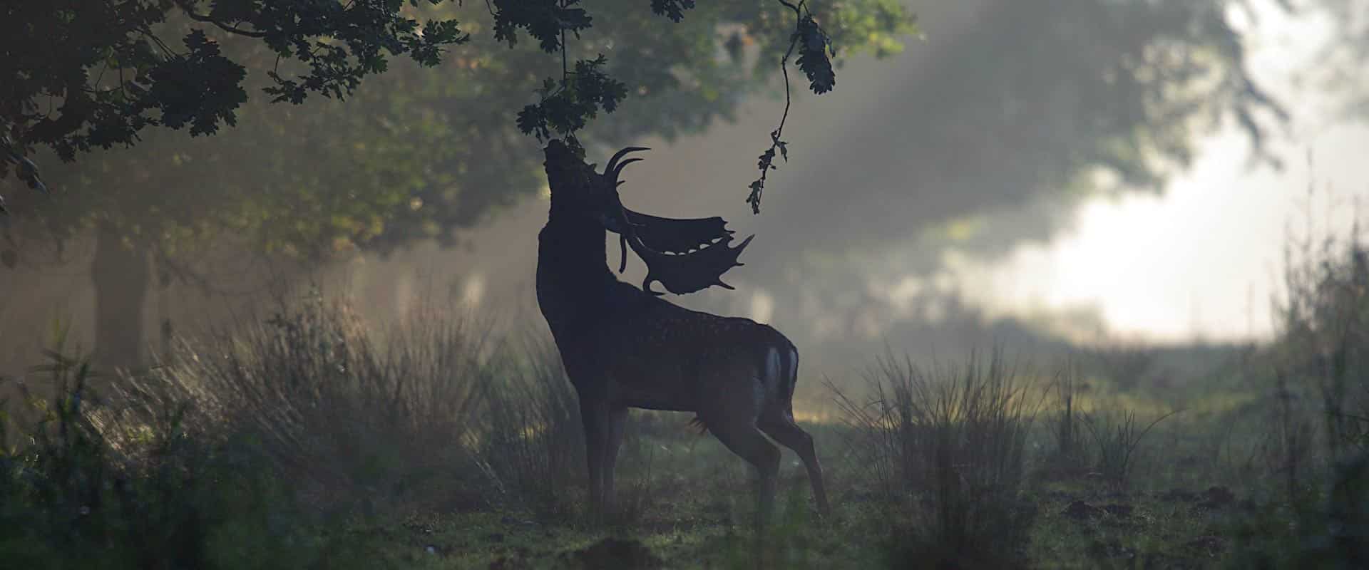 Ein Dammwild Hirsch riecht an den Ahornblättern eines Baumes im Morgengrauen.