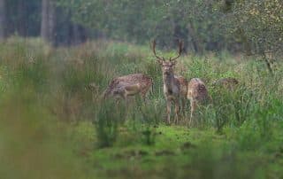 Mehrere Dammwildhirsche grasen auf einer Wiese vor dem Wald und halten Auschau nach Gefahren.