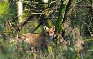 Ein Rotfuchs im Wald achtet auf jedes Geräusch im Unterholz.