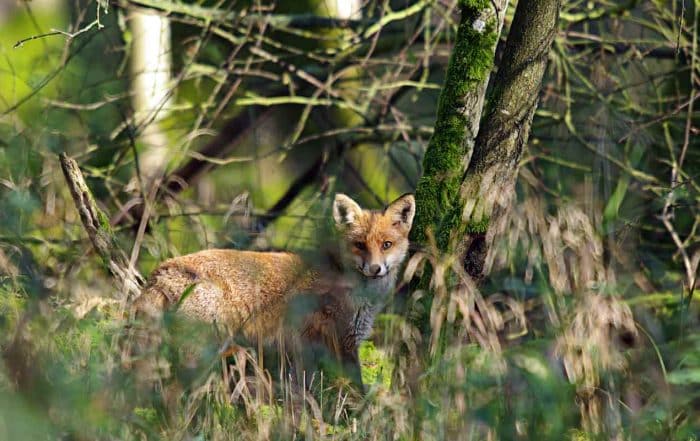Ein Rotfuchs im Wald achtet auf jedes Geräusch im Unterholz.