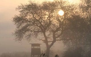 Ein Hochsitz im Morgengrauen im Nebel beim Sonenaufgang.