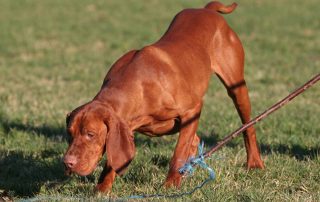 Ein Jagdhund ist hochkonzentriert bei der Hundeausbildung und folgt dem Trigger für die Beute.