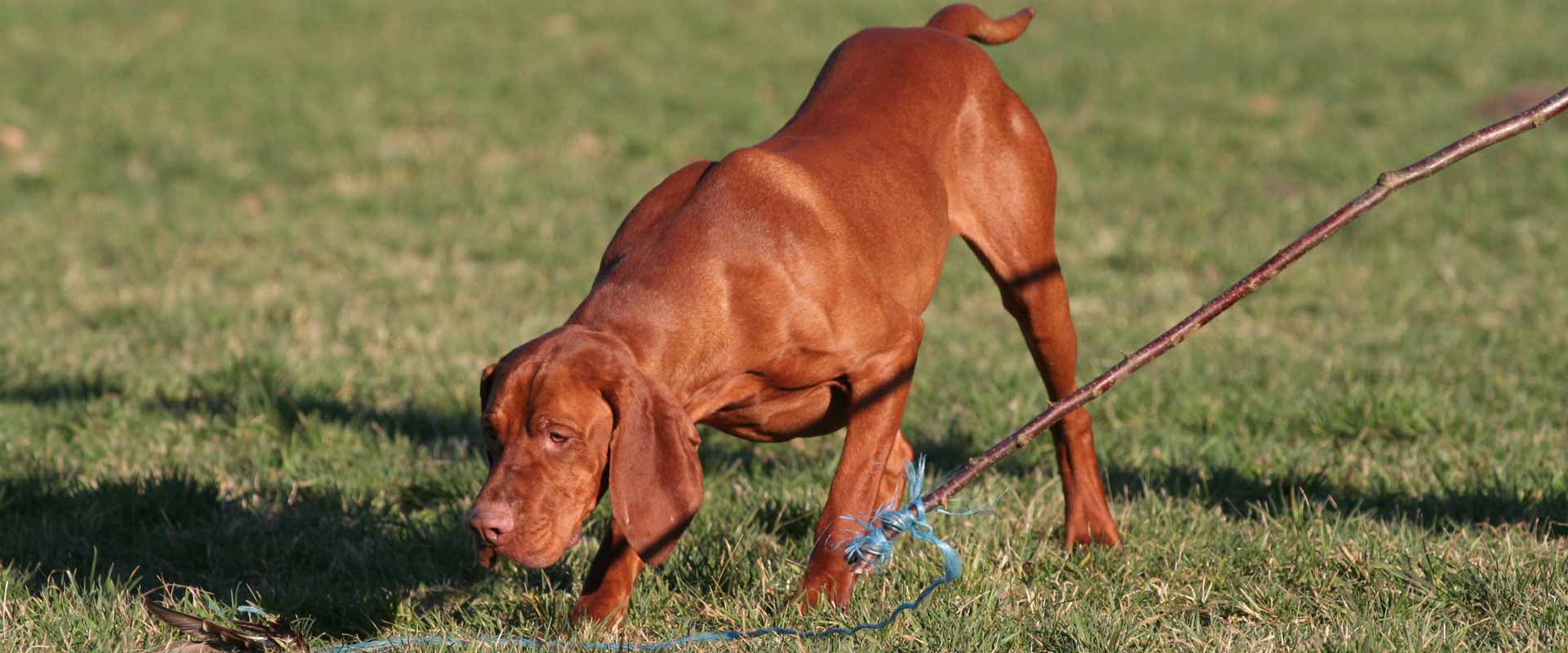 Ein Jagdhund ist hochkonzentriert bei der Hundeausbildung und folgt dem Trigger für die Beute.