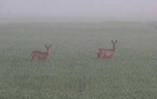 Zwei Rehe auf dem Feld am Morgen im Nebel.