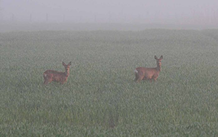 Zwei Rehe auf dem Feld am Morgen im Nebel.
