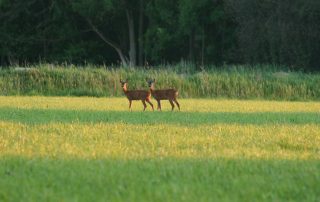 Zwei Rehe auf einer freien Wiese vor dem Wald.