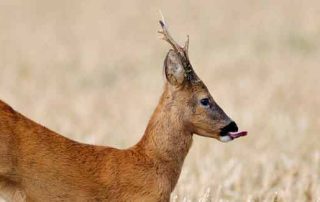 Ein springender roter Rehbock auf dem Feld im Spätsommer.