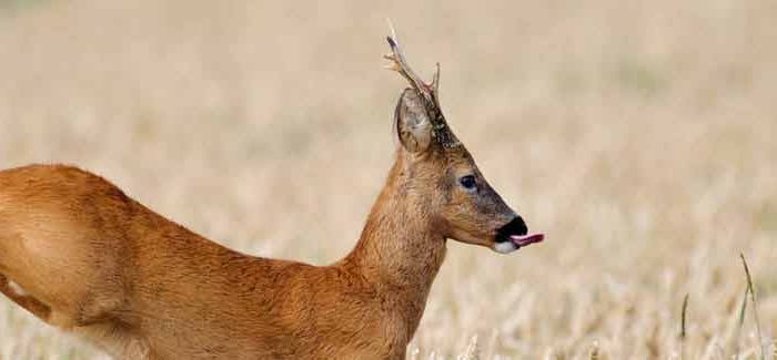 Ein springender roter Rehbock auf dem Feld im Spätsommer.