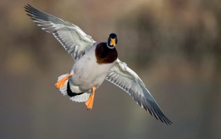 Eine Stockente im Flug.