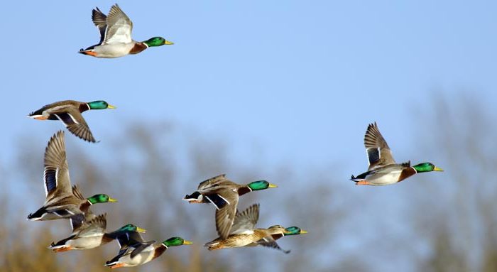 mehrere Stockenten Erpel im Flug