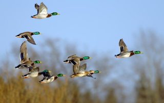 mehrere Stockenten Erpel im Flug