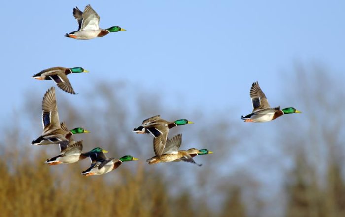 mehrere Stockenten Erpel im Flug
