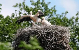 Störche im Nest auf dem Gelände der Jagdschule Lüdersburg.