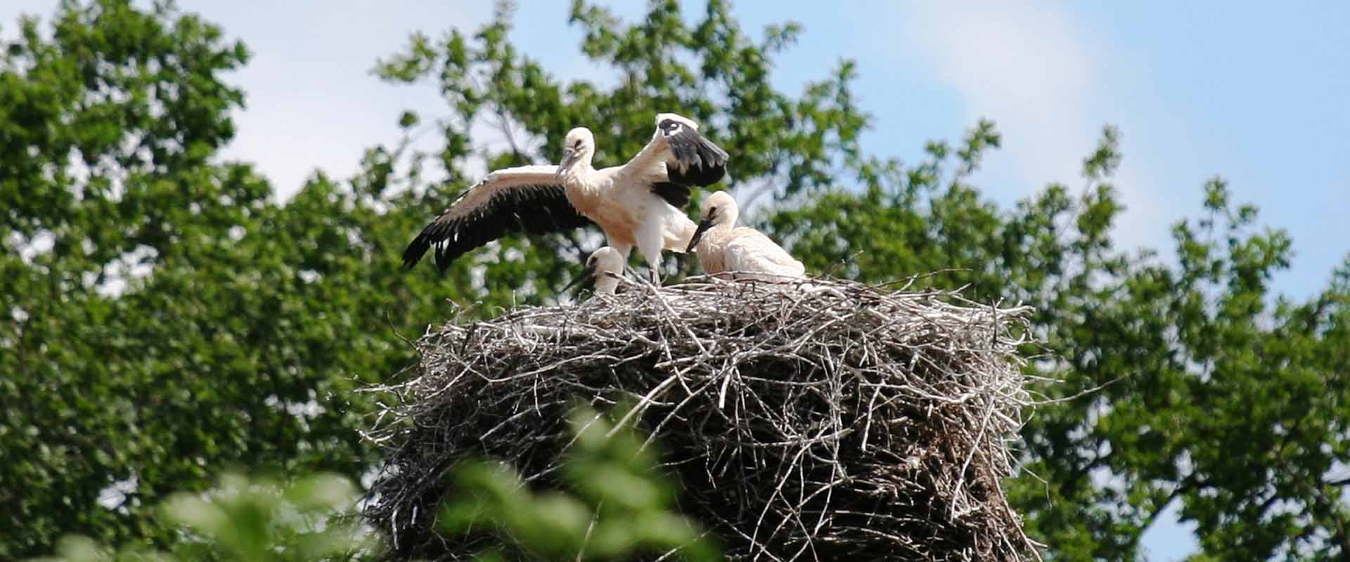 Störche im Nest auf dem Gelände der Jagdschule Lüdersburg.
