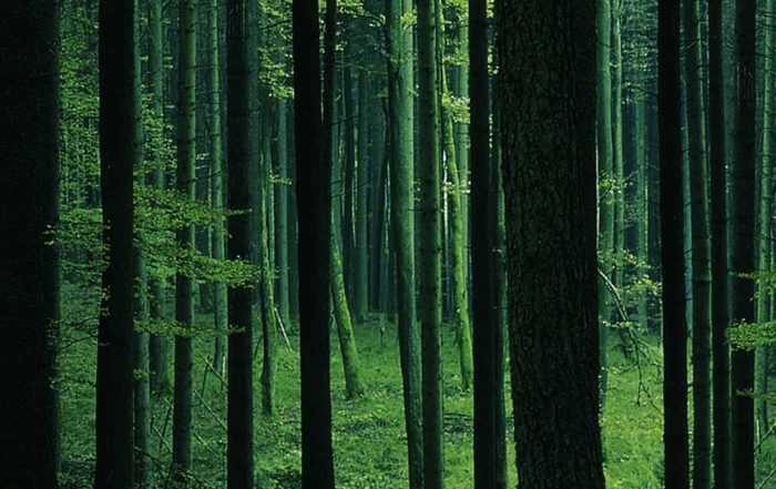 Man sieht den Wald vor lauter Bäumen nicht.