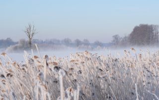 Wunderschöne Winterlandschaft im Schilf mit Hochnebel bei der Jagdschule Lüdersburg.