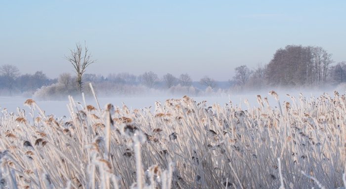 Wunderschöne Winterlandschaft im Schilf mit Hochnebel bei der Jagdschule Lüdersburg.