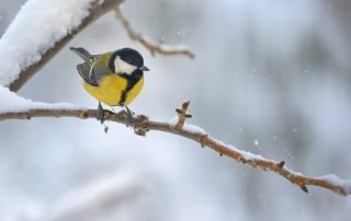 Kohlmeise auf einem Ast mit Schnee.