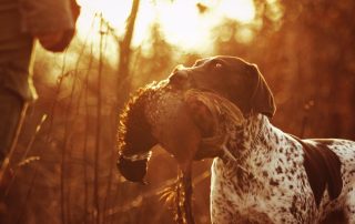 Jagdhund mit einem Fasan im Maul steht vor dem Jäger im Sonnenaufgang.