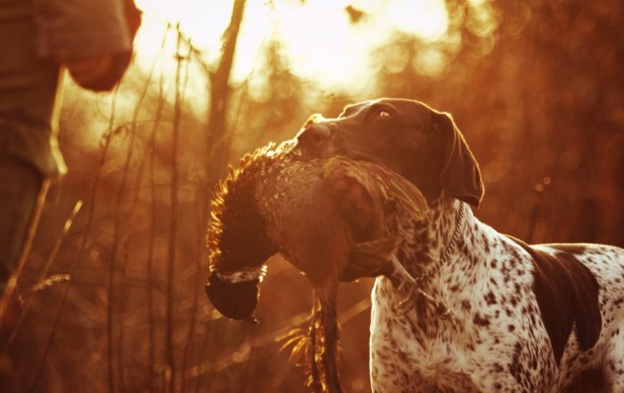 Jagdhund mit einem Fasan im Maul steht vor dem Jäger im Sonnenaufgang.