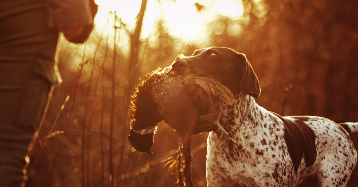 Jagdhund mit einem Fasan im Maul steht vor dem Jäger im Sonnenaufgang.