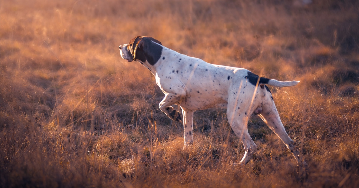 Ein Jagdhund wittert eine Fährte und wartet auf sein Komando.