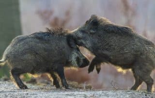 Zwei Wildschweine im Kampf.