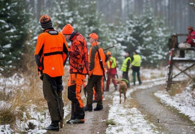 Drückjagd im Winter im Wald.