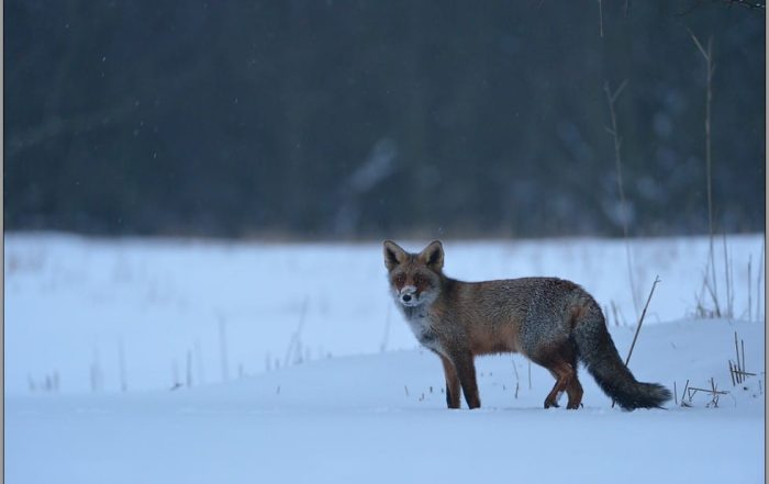 Ein Fuchs im Schnee.