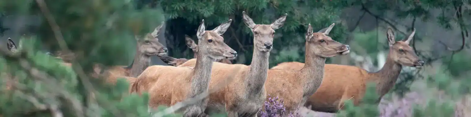 Sprung Rehe